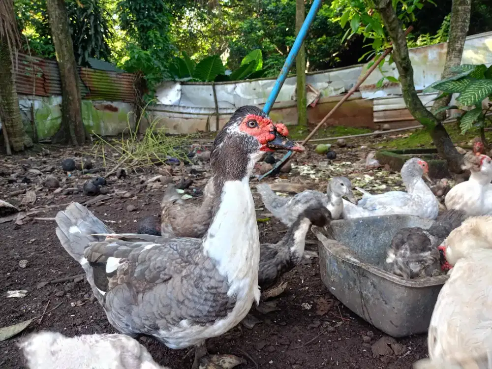 D jual Entok Rambon Jumbo