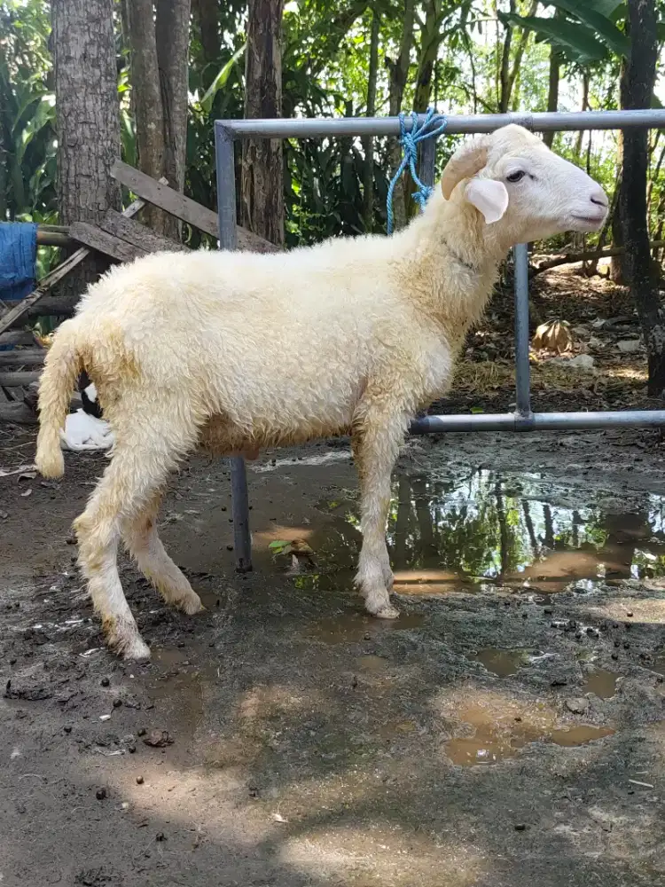 Kambing qurban super ekonomis tanduk