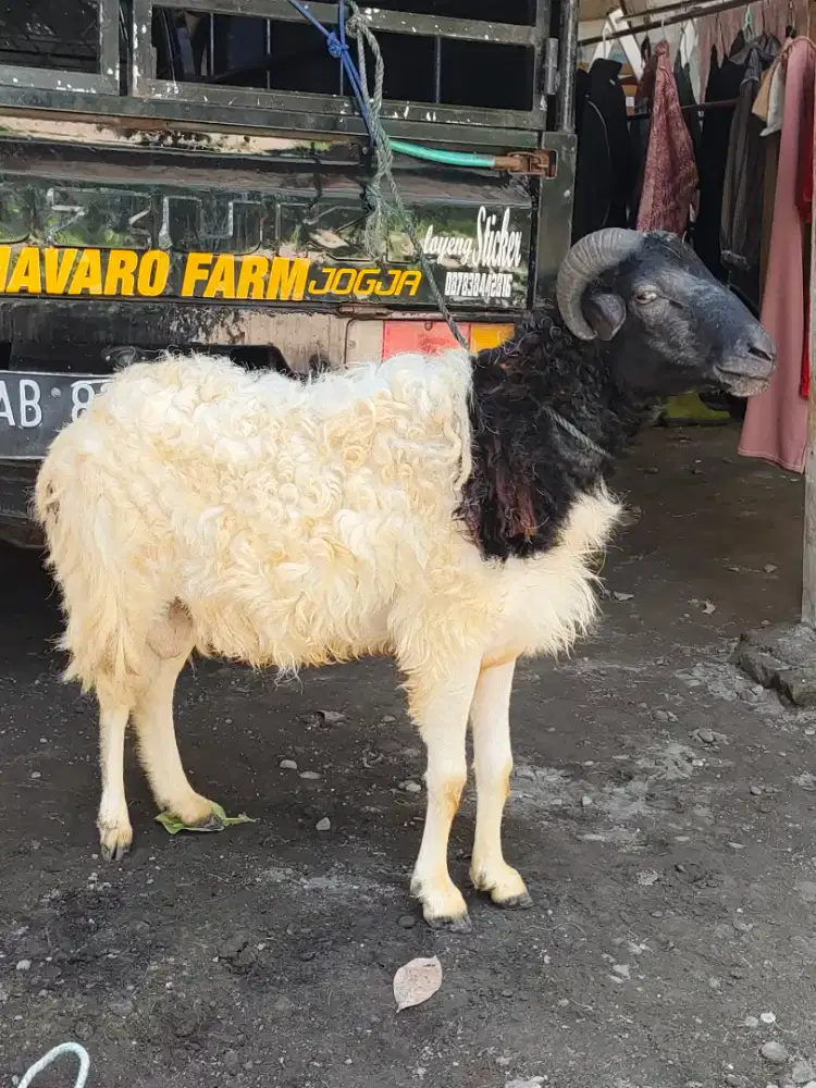 Kambing Qurban gemuk murah