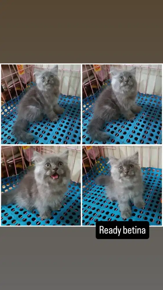 Kucing kitten persia