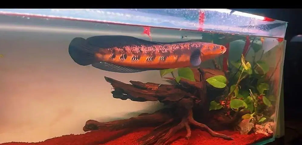 Channa maru YS (orange) bunga udah banyak ,mental udah jadi ,galak