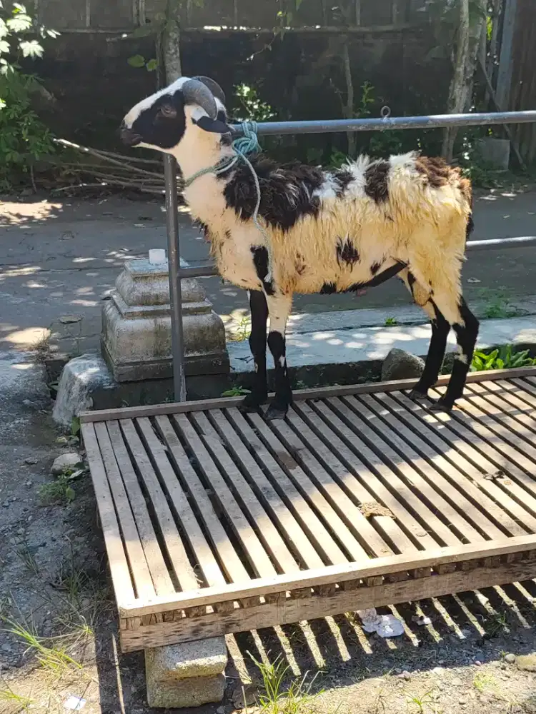 Kambing Qurban tanduk bagus