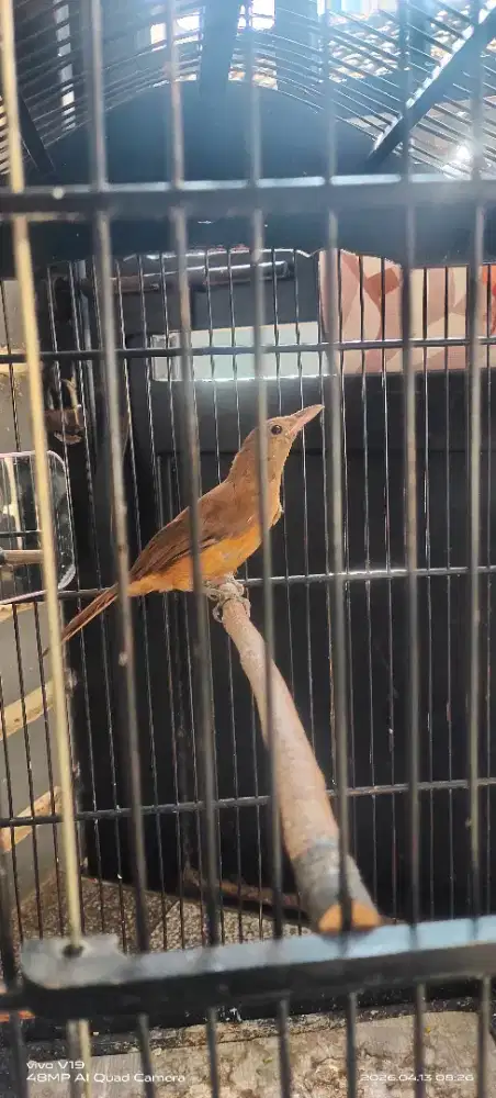 Buurng cucak mas gcor.