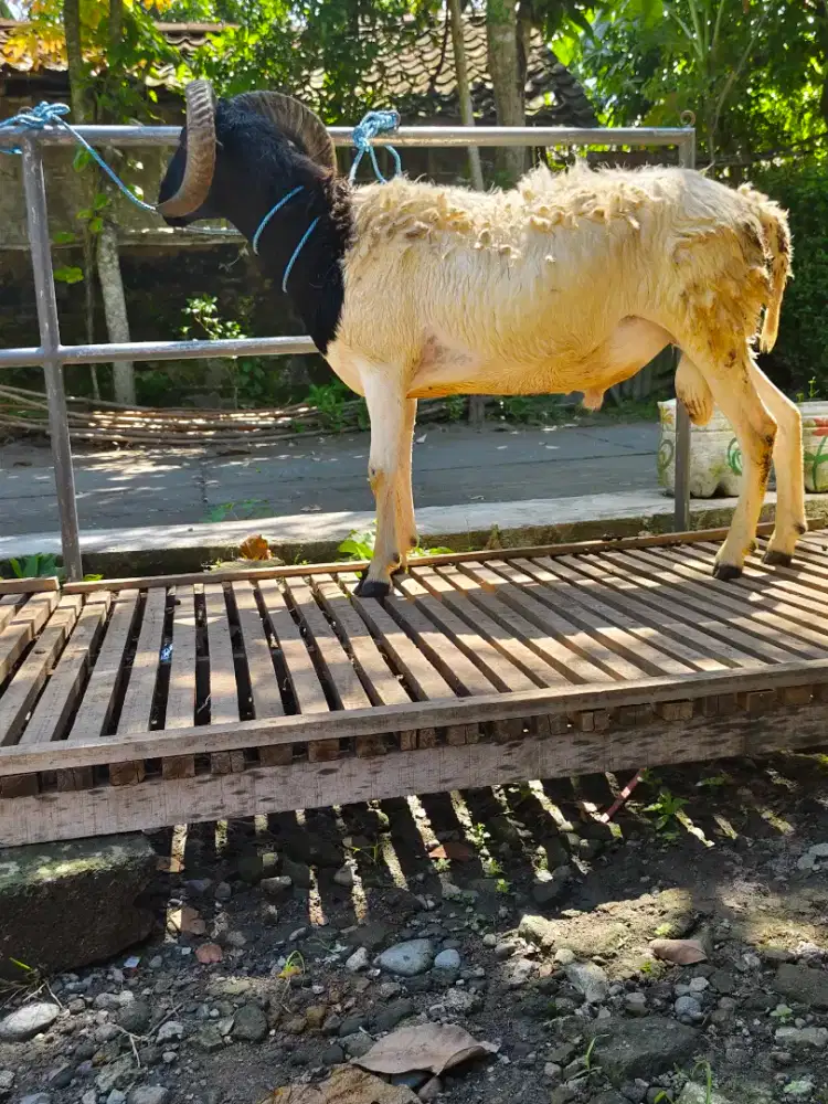 Kambing domba Qurban jenis doerper