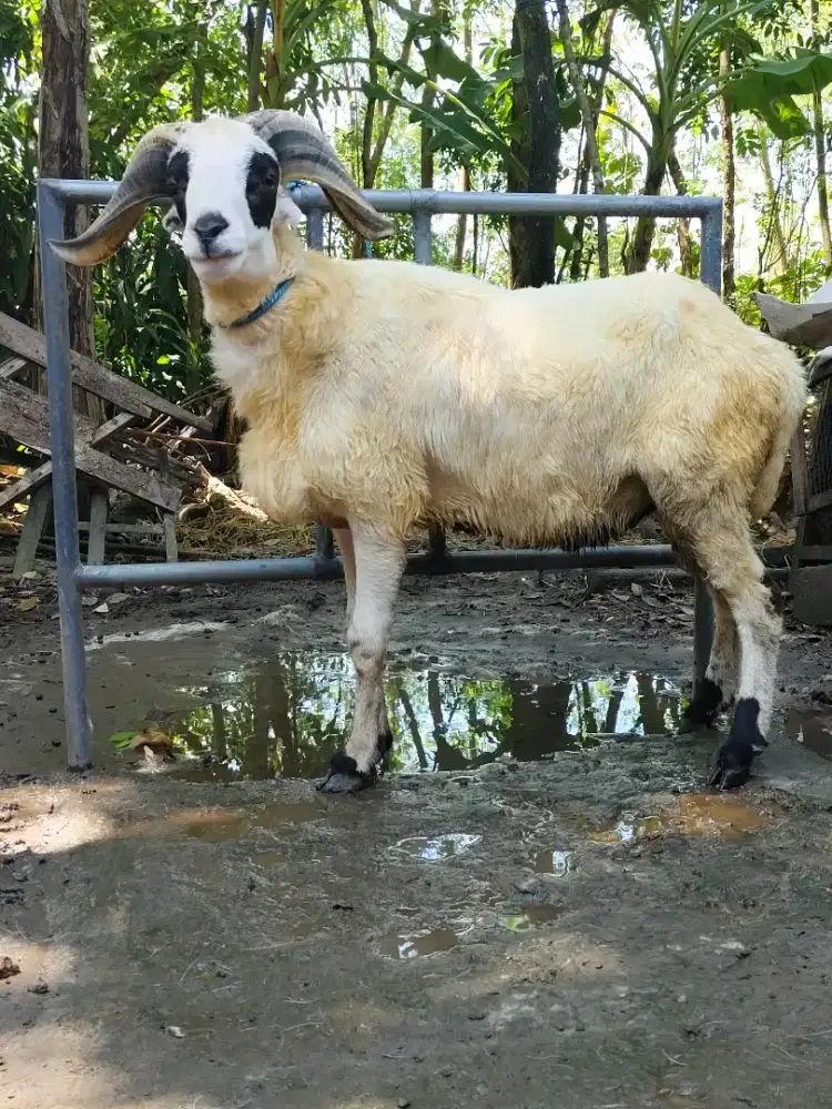 Kambing Qurban Garut tanduk mewah gemuk