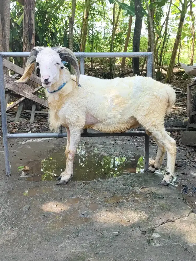 Domba kambing Qurban Garut gemuk