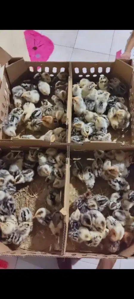 Jual Ayam DOC dan DOD