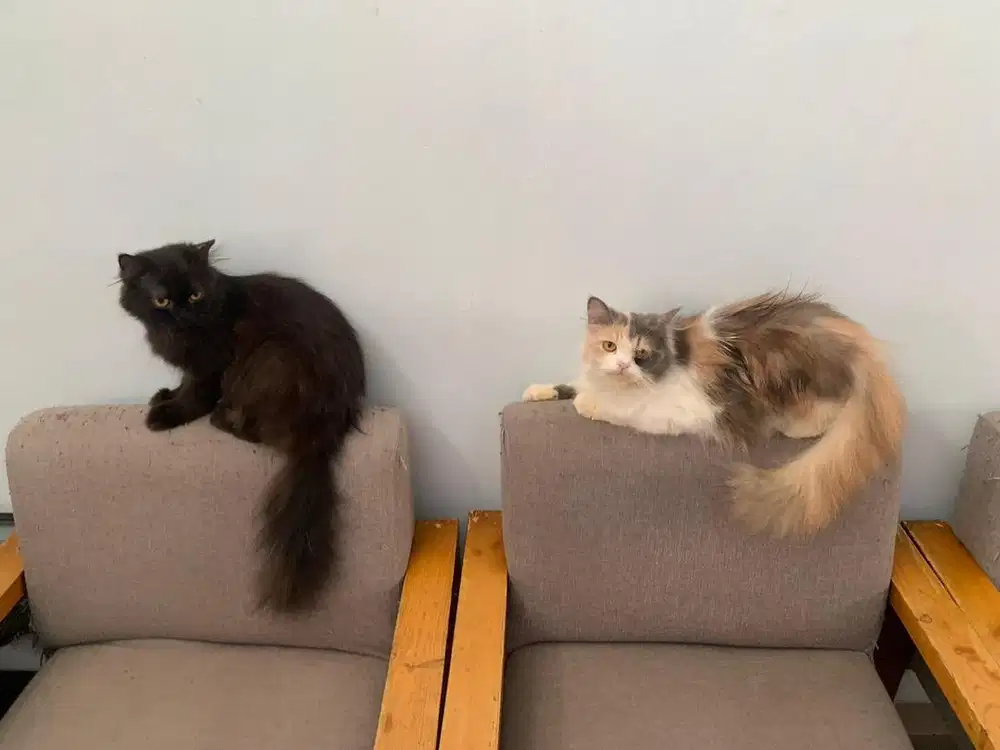 Open adop kucing persia