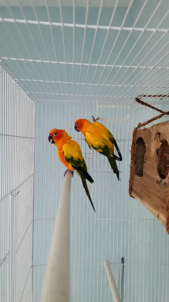 Sunconure Indukan Sepasang Lengkap