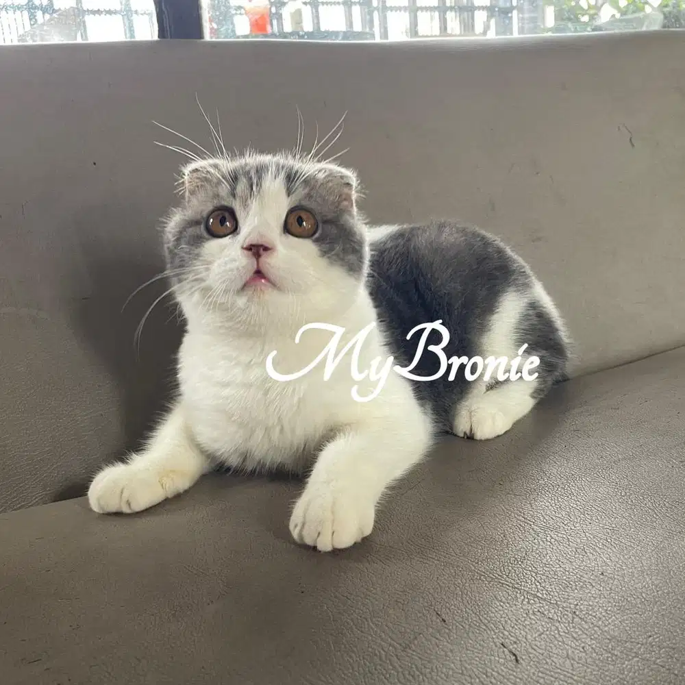 Kucing scottish fold betina SEMI HIBAH