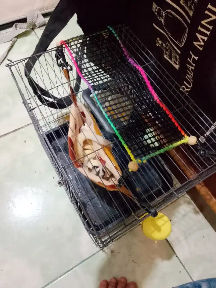 Jual Sepasang Sugar Glider.