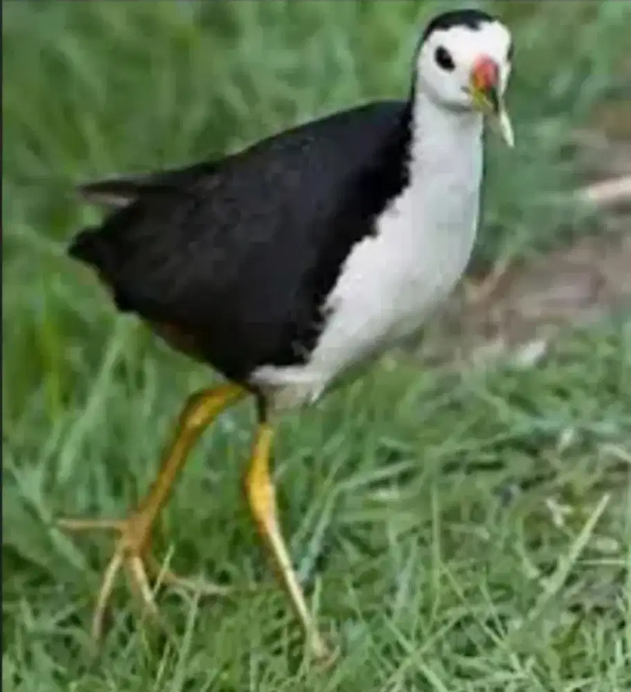 Ruak Ruak Dan Perkutut Lokal