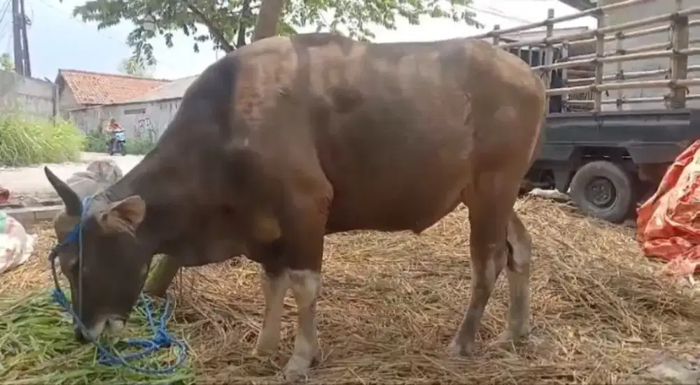 Jual sapi bima untuk qurban 2026