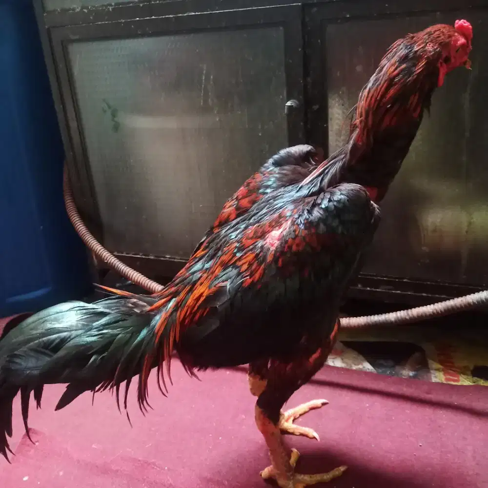 Ayam Bangkok tehnik ngalung pukul