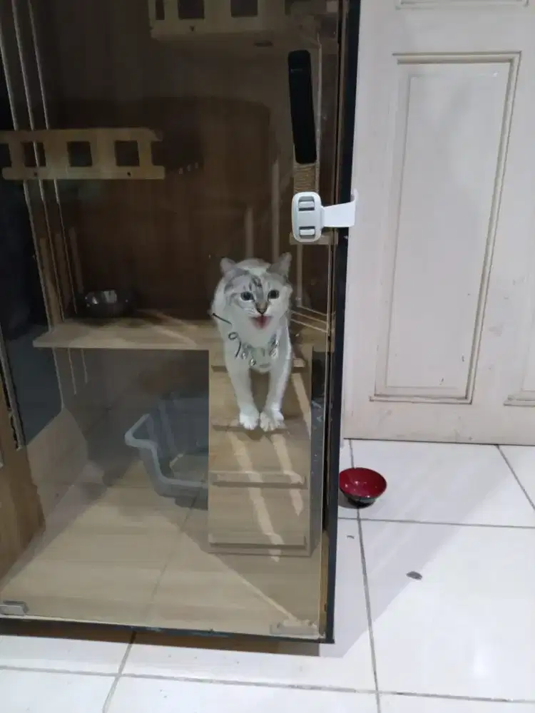 kucing mix + kandang lemari pintu kaca