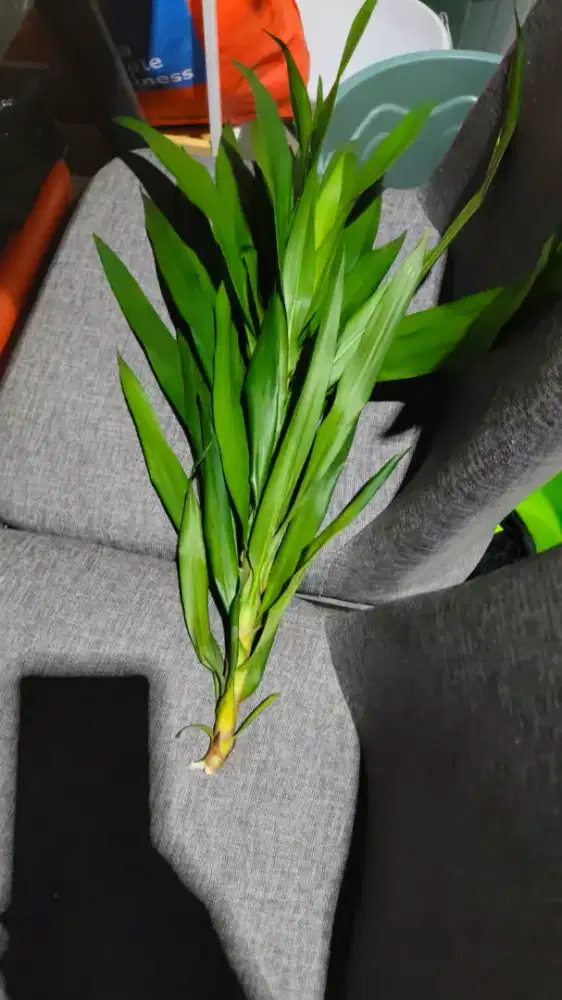 Cari kerja antar jemput anak sekolah