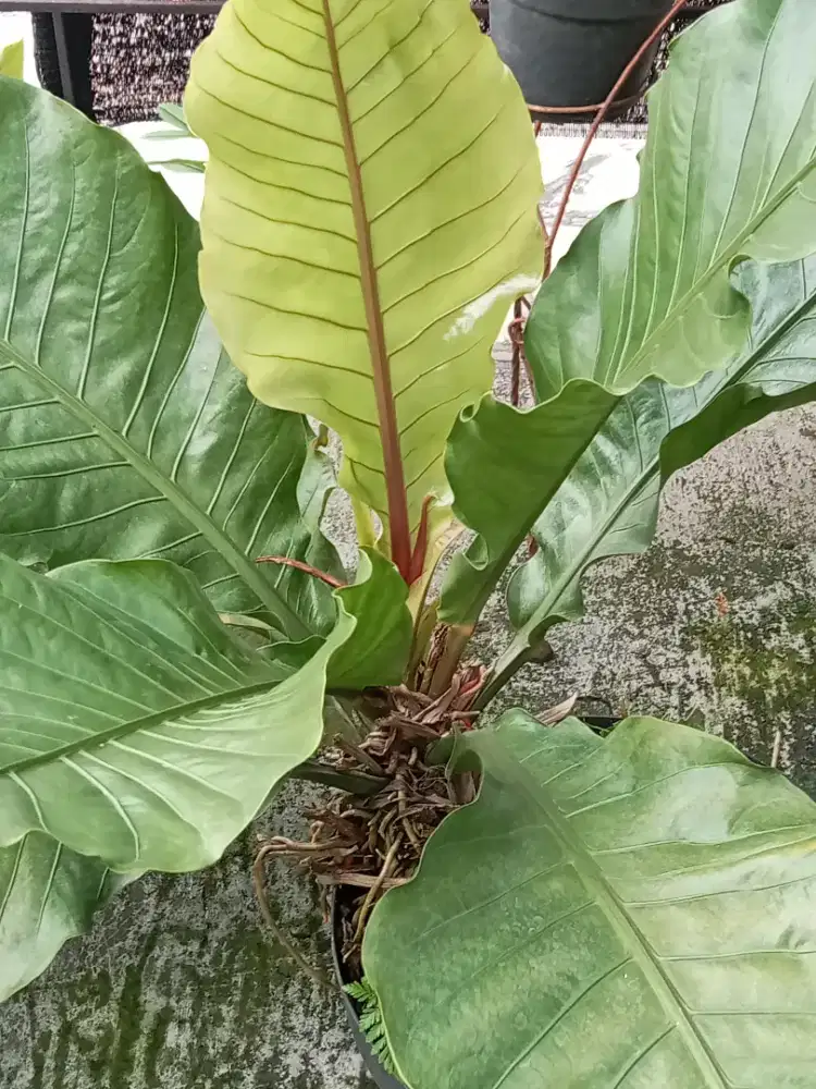 Anthurium gelombang cinta