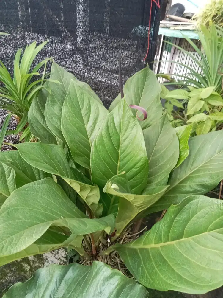 Anthurium jemani cobra