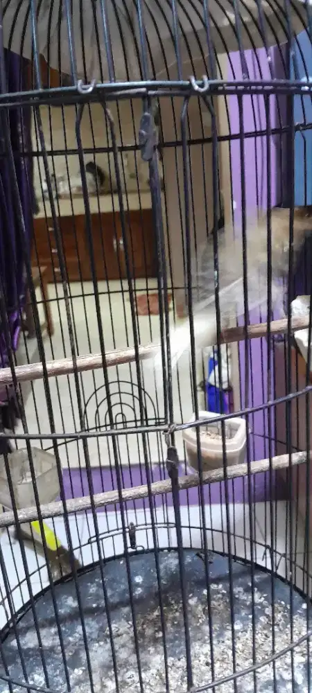 Burung kenari gacor jantan