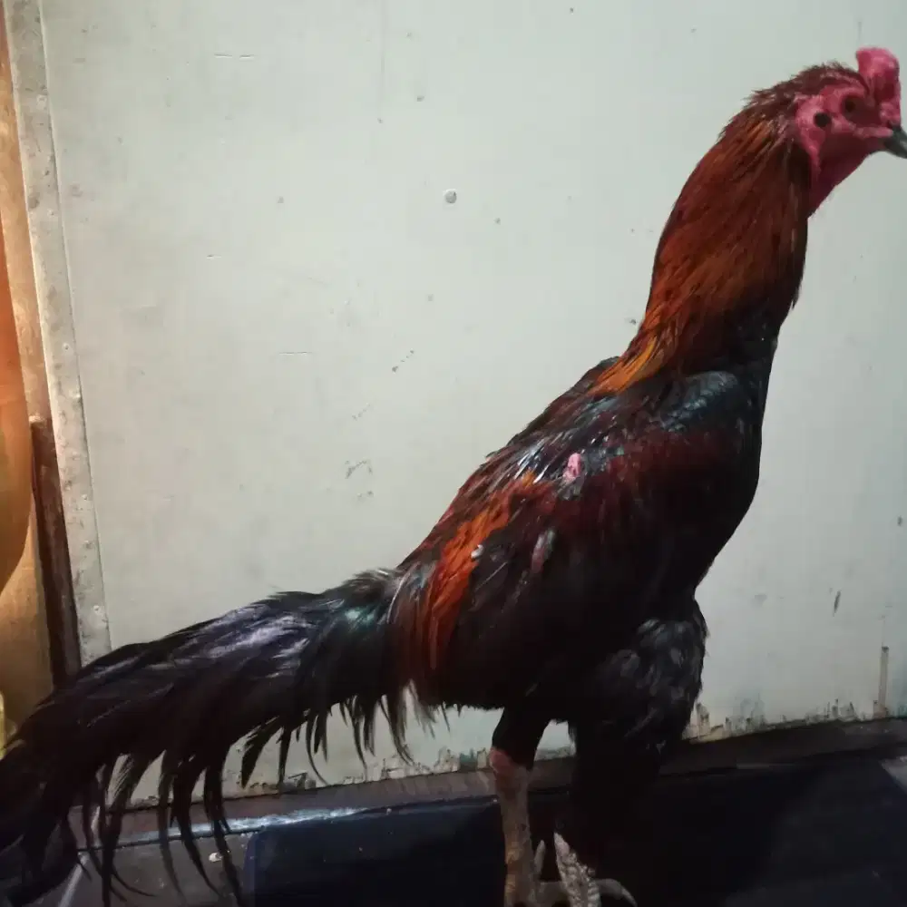 Ayam jenis khoytrad siap tempur