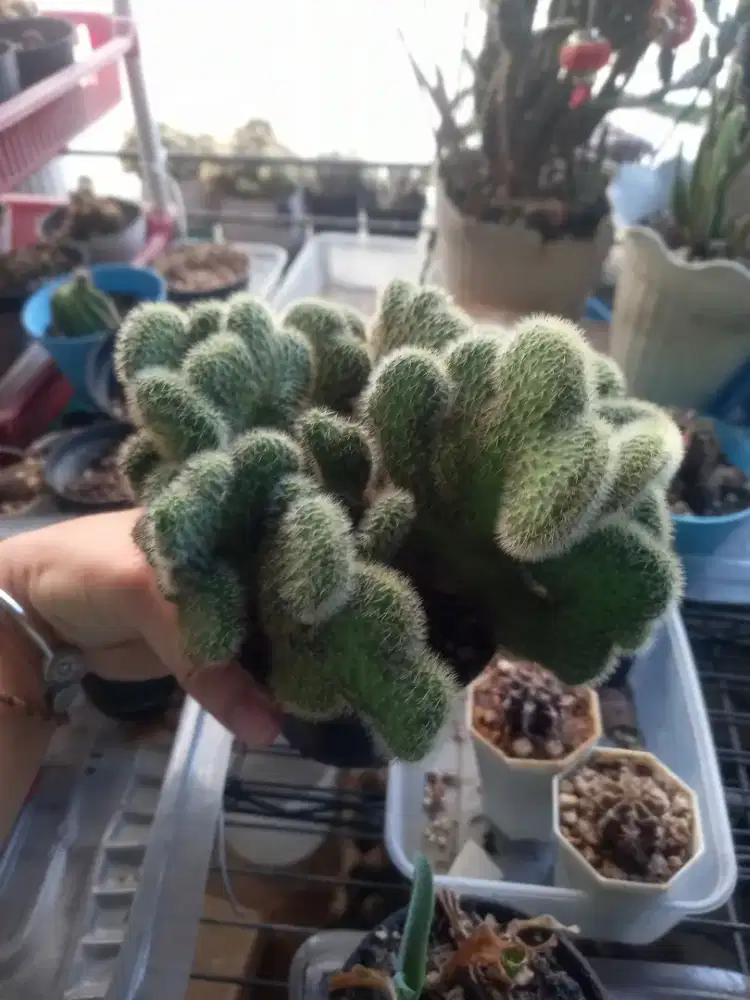 Koleksi tanaman pribadi