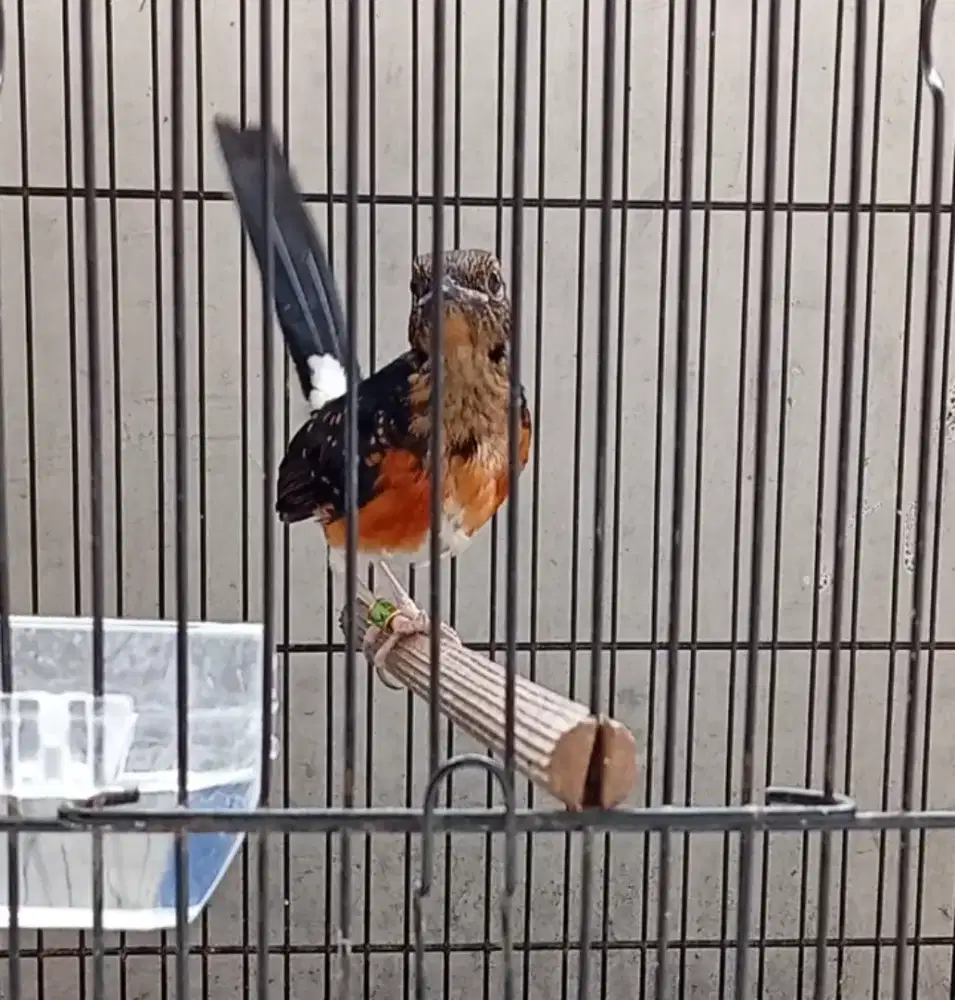 Trotol murai batu trah prestasi