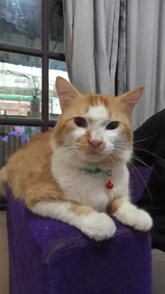 Kucing Bigbone Persia Jantan