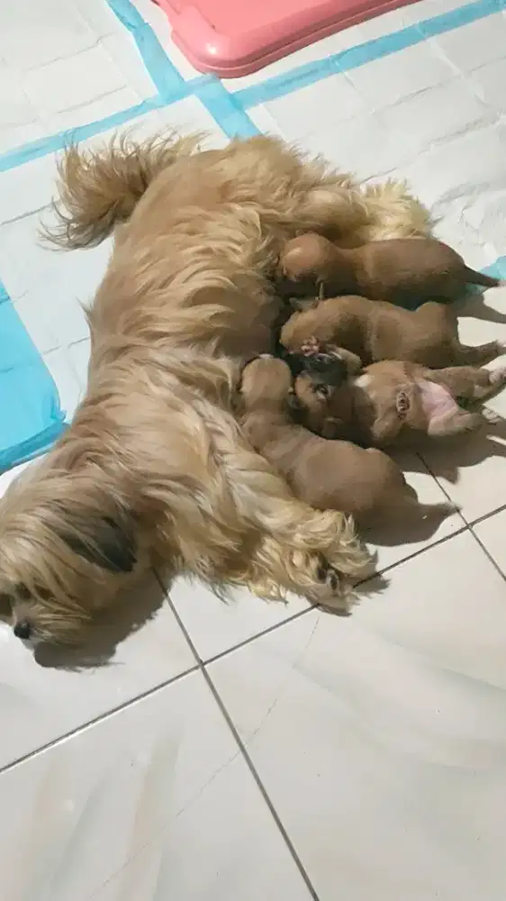 Puppy Shihtzu Jantan