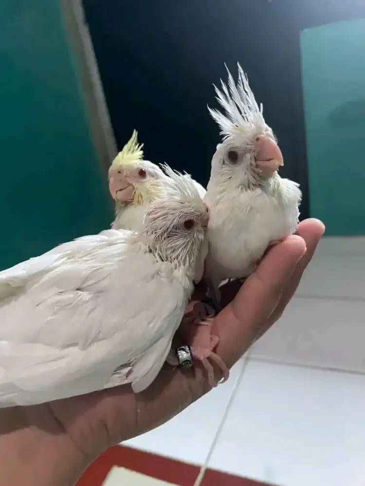 LOLOHAN / ANAKAN FALK