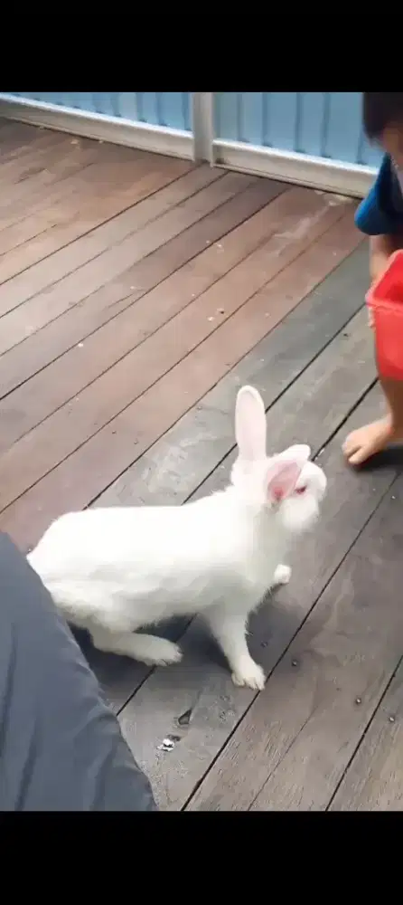 Kelinci jantan dewasa