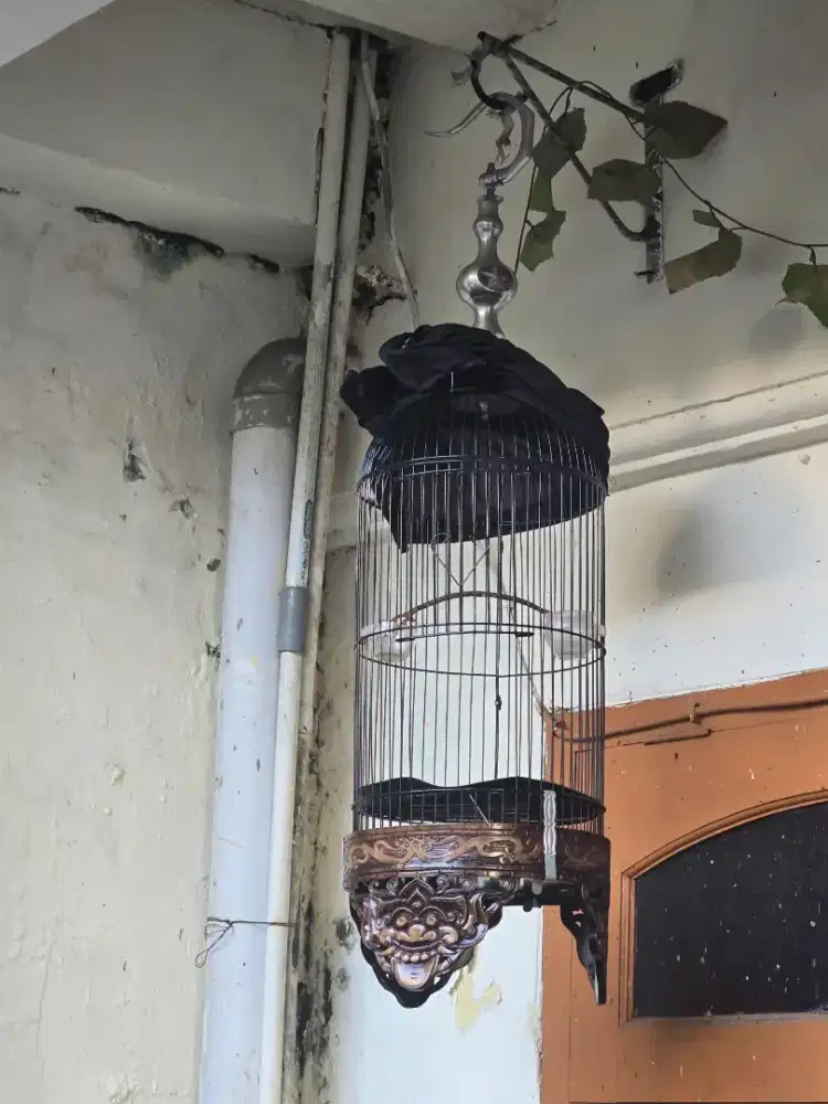 Helopet barter sangkar kandang burung jumbo
