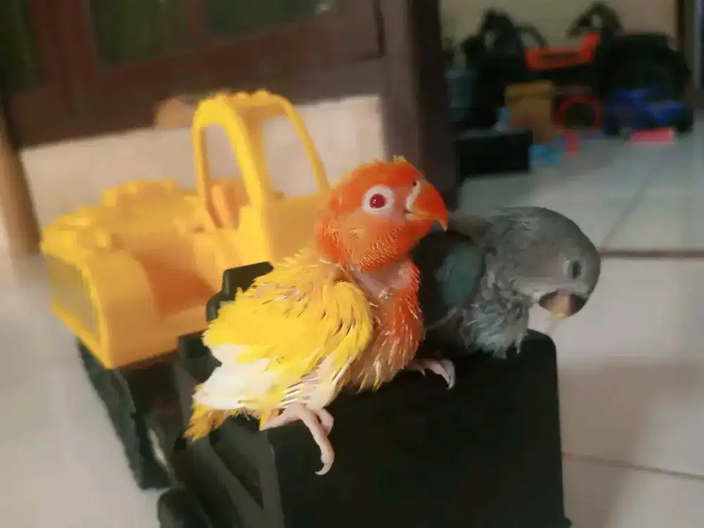 LOLOHAN / ANAKAN NONKLEP