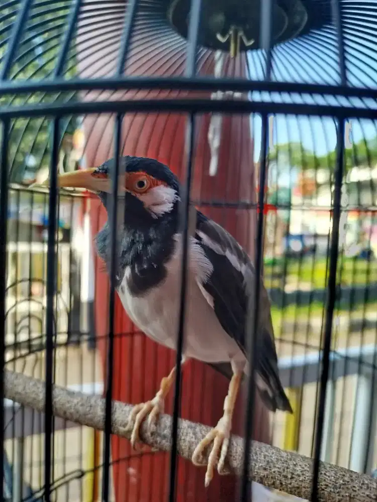 Edisi brisik  jual aja Jalak Suren