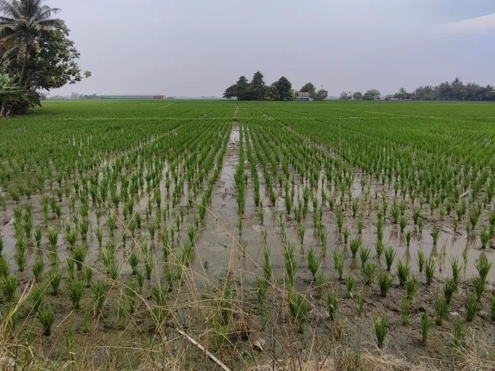 Dijual Sawah Lokasi Depan Jalan di Sukakarya Bekasi