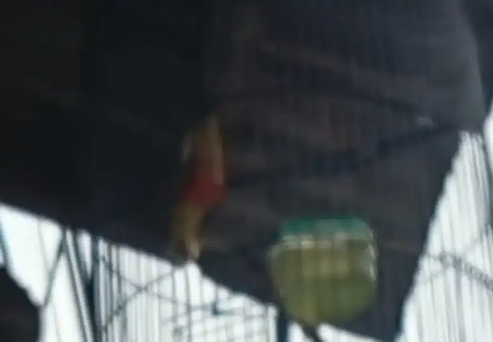 Burung kutilang sutra fs