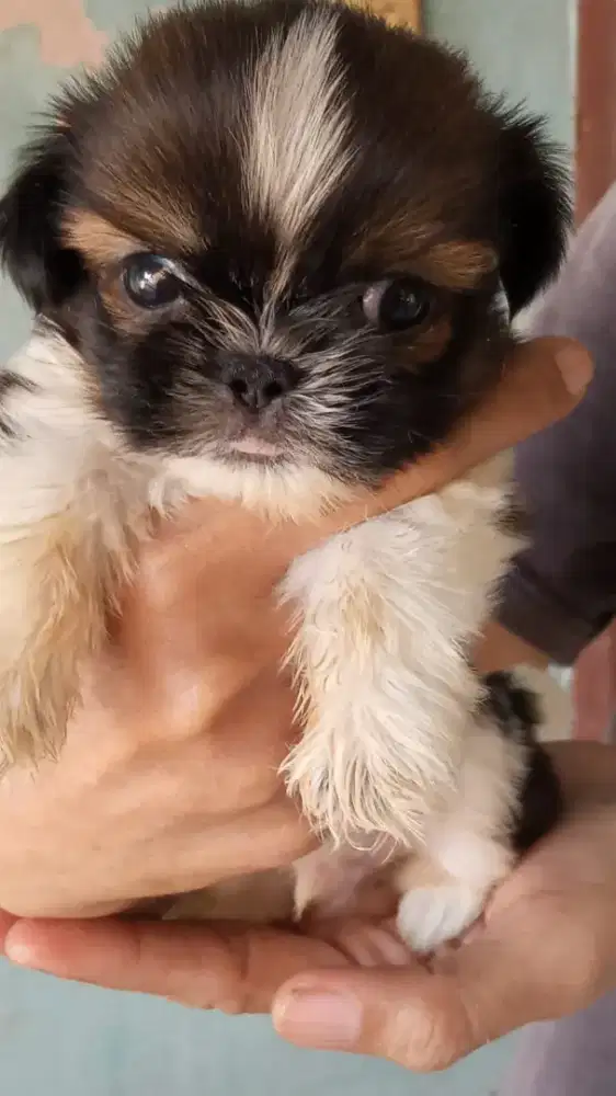 Sitzu supermini jantan