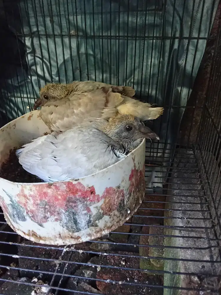 Sepasang piyik merpati pos