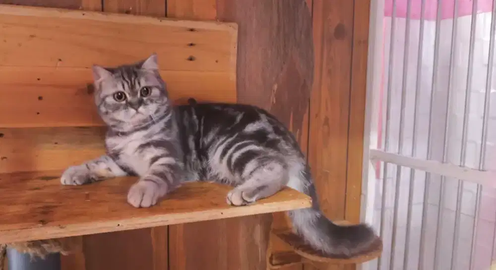 Kucing kitten scottish straight x bsh jantan