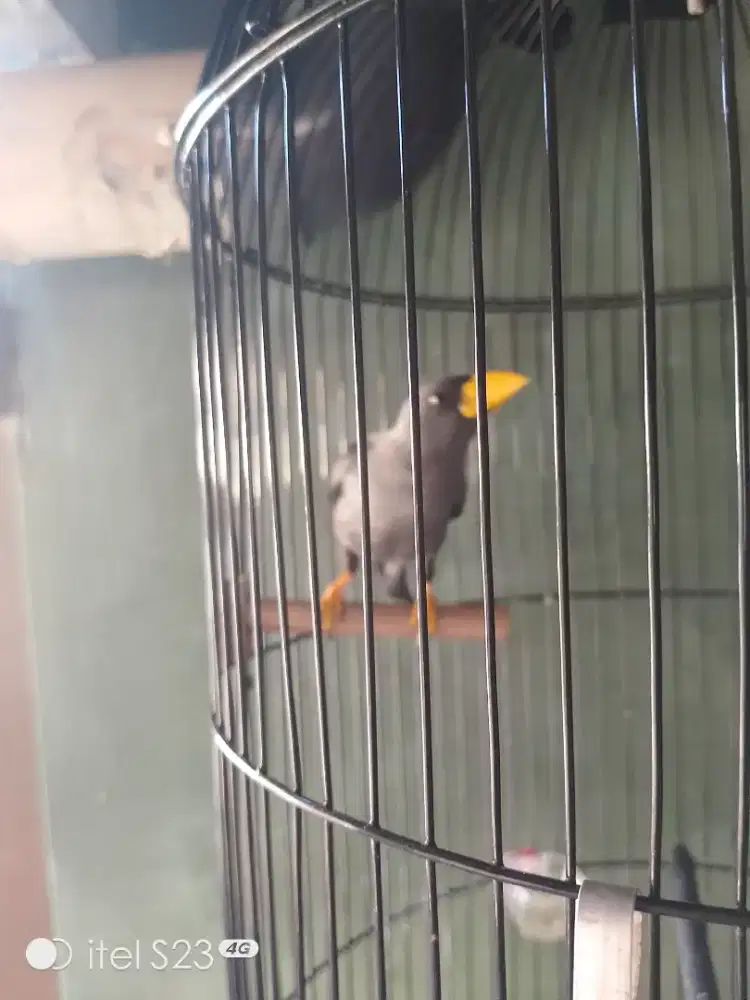 Jalak rio Rio riwikan jantan jual fullset sama kandang