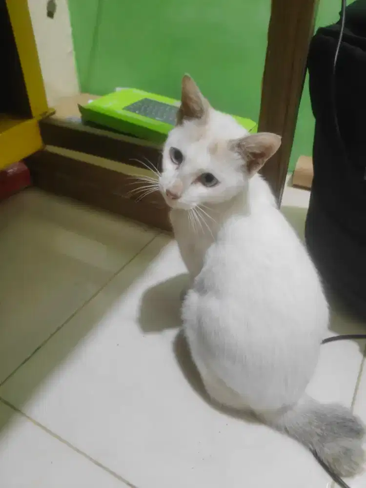Kucing Putih Betina?
