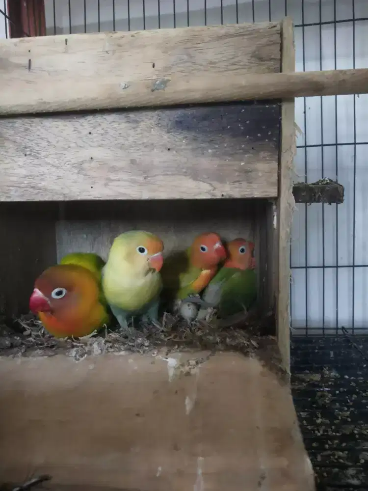 Lovebird Sepasang Produksi