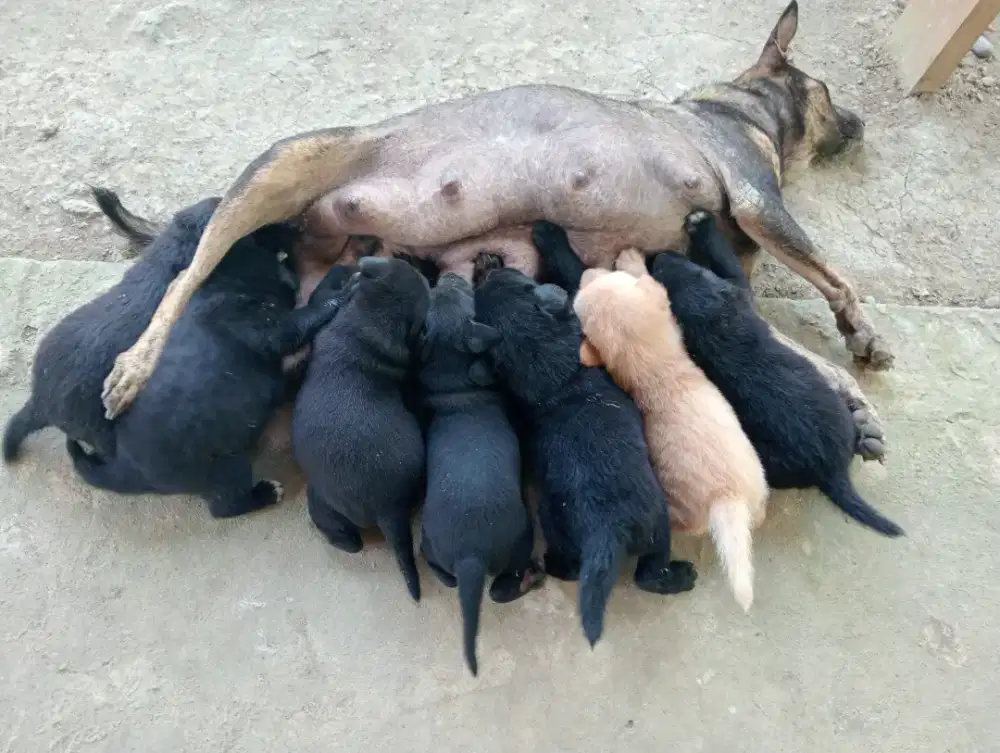 Tersedia anak anjing kampung yang gak kampungan