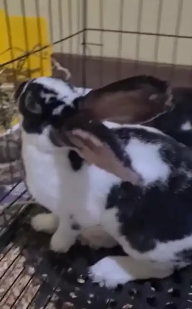 Oper adopsi kelinci rex