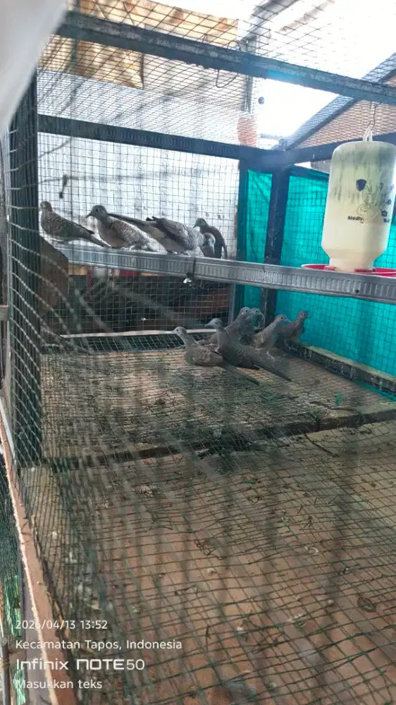 Perkutut Lokal Budidaya Kandang