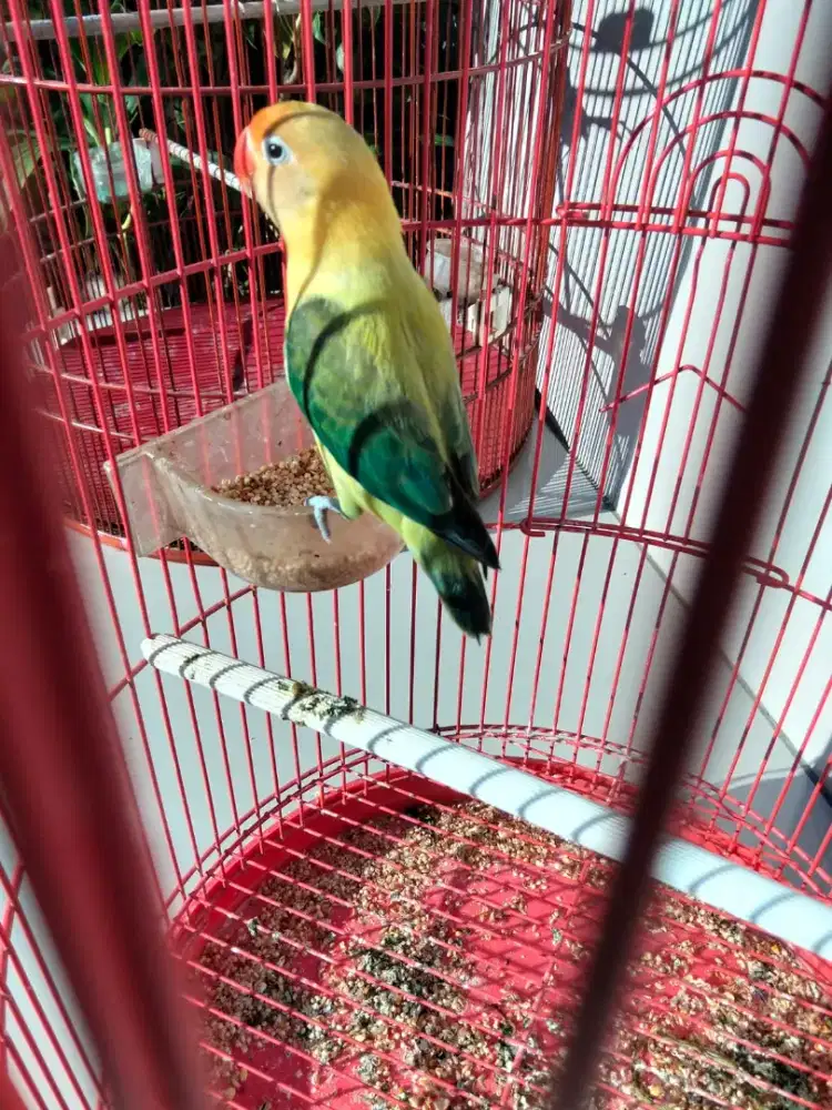 LOVEBIRD BIOLA PB EUWING J