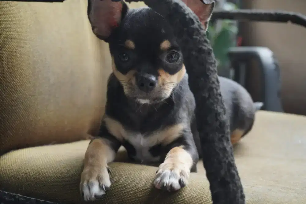 Chihuahua betina