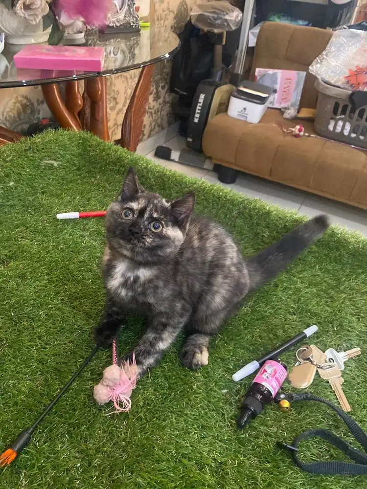 Kitten Mix 3,5 bulan