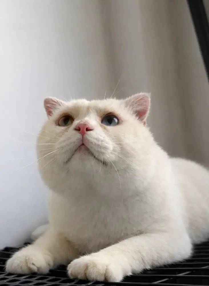 kucing scottis big bone odd eyes