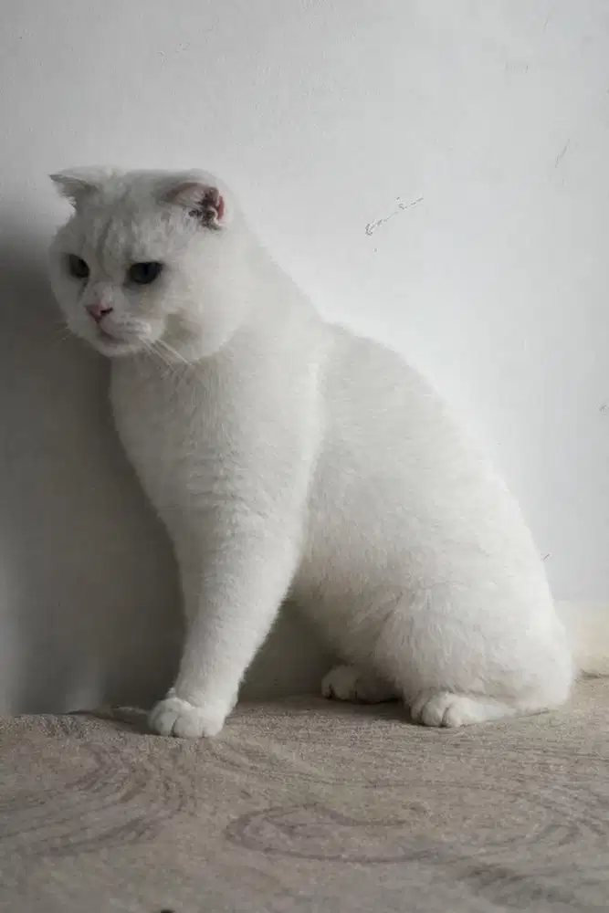 kucing scottis big bone odd eyes