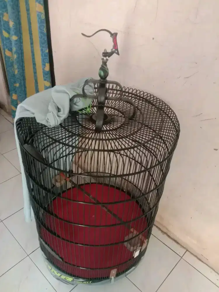 sangkar / kandang murai decal nomor 2